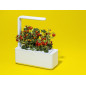Click & Grow Smart Garden 3: Cultivez Facilement Herbes et Légumes Frais Chez Vous!