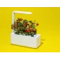 Click & Grow Smart Garden 3: Cultivez Facilement Herbes et Légumes Frais Chez Vous!