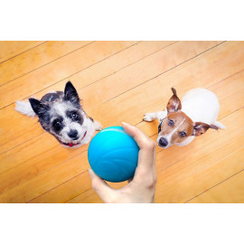 Sikoon Wicked Ball : Divertissement Sans Fin pour Animaux