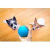 Sikoon Wicked Ball, the magic ball for your pets