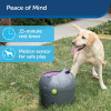 PetSafe zty00, the automatic ball launcher