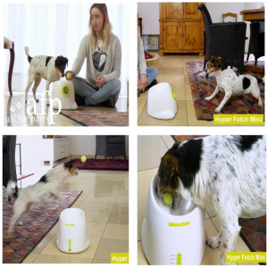 AFP Hyper Fetch, le dispositif interactif pour chien
