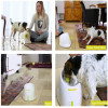 AFP Hyper Fetch, the interactive device for dogs