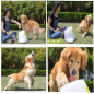 Lanceur de Balles Automatique AFP : Divertissement Infini pour Votre Chien ! 3 Distances, Inclus 3 Balles Lanceur de Balles Automatique AFP : Divertissement Infini pour Votre Chien ! 3 Distances, Inclus 3 Balles