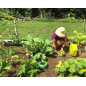 Tertill: Robot Solaire Autonome pour un Jardin Impeccable, Sans Effort! Tertill: Robot Solaire Autonome pour un Jardin Impeccable, Sans Effort!