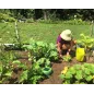Tertill: Robot Solaire Autonome pour un Jardin Impeccable, Sans Effort!