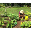 Tertill Garden, The weeding robot