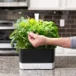 AeroGarden Harvest : Votre Jardin dIntérieur Intelligent pour Herbes et Légumes Frais
