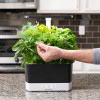 AeroGarden Harvest - Indoor Garden with LED Grow Light, Black