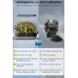 Inbloom Jardin Hydroponique dIntérieur: 12 Pots, Lumière LED Ajustable & Arrosage Automatique – Cultivez Facilement!