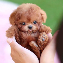 Realistic AI Robot Dog – Interactive Smart Puppy with Bark & Wag