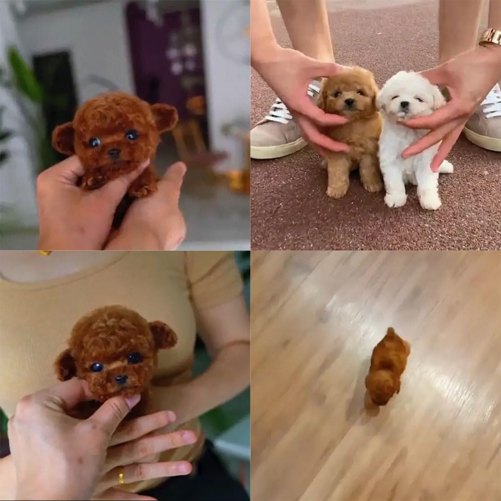 Nicoo AI Robot Dog – Realistic Smart Puppy That Walks & Barks
