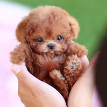 Nicoo AI Robot Dog – Realistic Smart Puppy That Walks & Barks