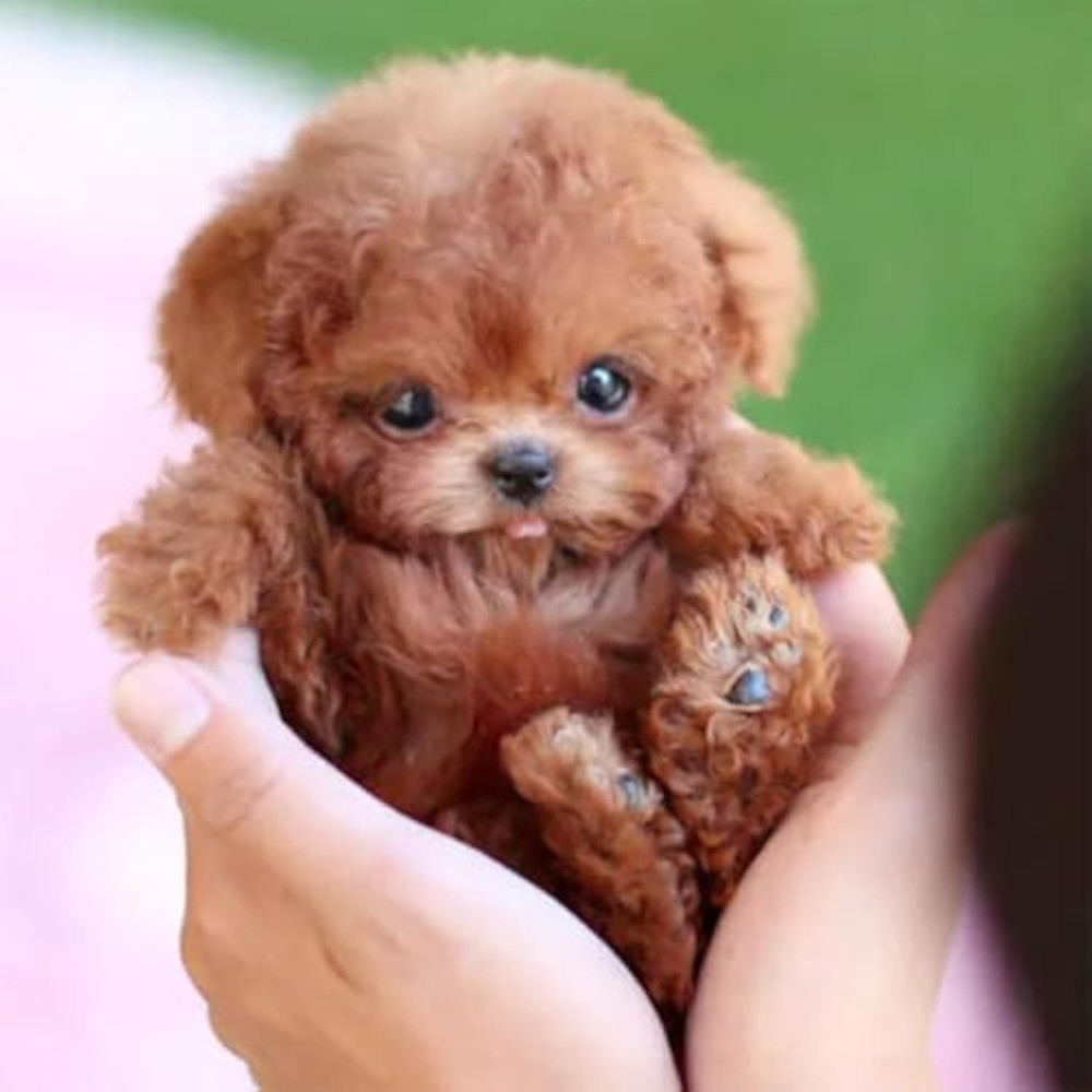 2025 Realistic Robot Puppy Dog for Adults – Walking, Barking, Tail Wagging