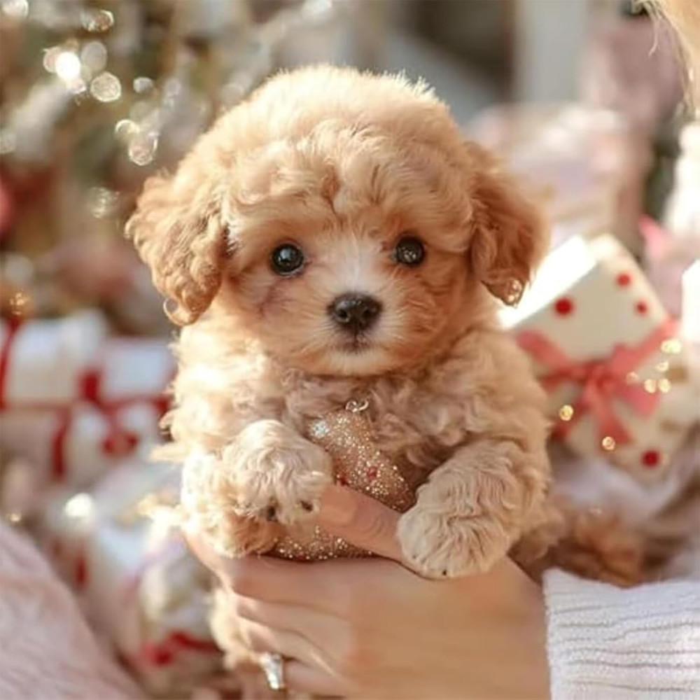 2025 New AI Robot Dog Puppy – Realistic, Interactive, Walking & Barking