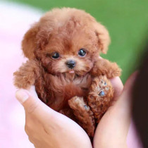 2025 Smart Robot Dog Puppy – Realistic Interactive Plush Pet for Adults