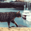 Invoxia Pet Tracker, you can never be really far from your pet