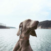 Invoxia Pet Tracker, you can never be really far from your pet