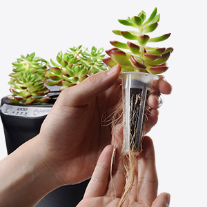 hydroponics growing system