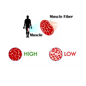 muscle quality body composition measurement explained